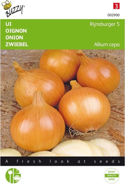 Uien Rijnsburger - Allium cepa