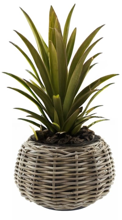 Van Der Leeden planten/bloemen mand - Tina - cilinder - rotan - gevlochten riet - D30 x H19 cm - drypot - plantenpot - plantenmand