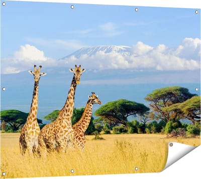 Gards Tuinposter Drie Giraffes in de Savanne - 120x90 cm - Tuindoek - Tuindecoratie - Wanddecoratie buiten - Tuinschilderij