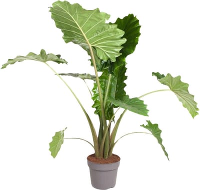 Alocasia Portodora - 150 cm - ø32