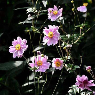 6 x Anemone hupehensis 'Prinz Heinrich' - Herfstanemoon pot 9x9 cm - Sierlijke herfstbloeiende vaste plant