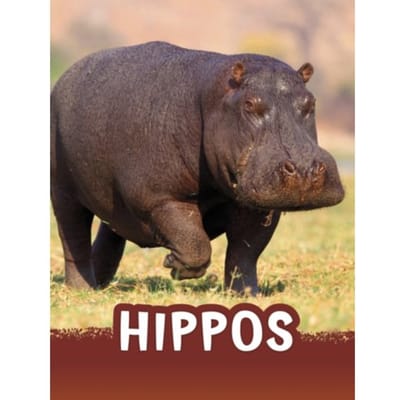 Hippos - Animals - Jaclyn Jaycox