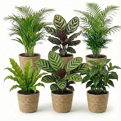 vdvelde.com - Kamerplanten set 6 stuks met zeegras mand - Luchtzuiverende planten onderhoudsvriendelijk - Voor thuis & kantoor - Huisdiervriendelijk - Ø12 cm, ca. 30-40 cm hoog