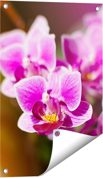 Gards Tuinposter Paarse Orchidee Bloemen - 40x60 cm - Tuindoek - Tuindecoratie - Wanddecoratie buiten - Tuinschilderij