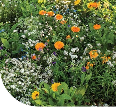 Bloemenmengsel Rotstuin - Eenjarige Zaden - Buiten Tuinieren - 20 Soorten Inhoud - 250 Gram