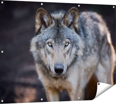 Gards Tuinposter Wolvenkop - Grijze Wolf - 120x90 cm - Tuindoek - Tuindecoratie - Wanddecoratie buiten - Tuinschilderij