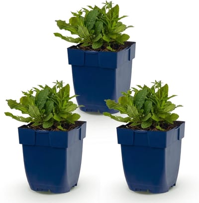 Green boutiQ - Vasteplant - Salvia nem. Schneehügel - Salie - Bijen en Vlinderlokkers - Wit - 3 Planten - Pot 11cm - Hoogte 15-25cm