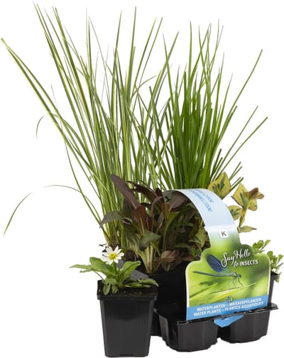 Bloomique - Set van 6 - Insectenvriendelijke Vijverplanten - Vijverzone 1-2 - Waterplanten - Winterhard - Hoogte 15-25 cm - Pot 9 cm