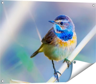 Gards Tuinposter Kleurrijke Blauwborst Vogel op een Tak - 80x60 cm - Tuindoek - Tuindecoratie - Wanddecoratie buiten - Tuinschilderij