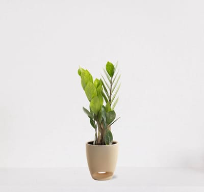 Zamioculcas in sierpot Jip vanille – luchtzuiverende kamerplant – eenvoudig te onderhouden emerald palm - 30-40cm - Ø13 – geleverd met plantenpot – vers uit de kwekerij