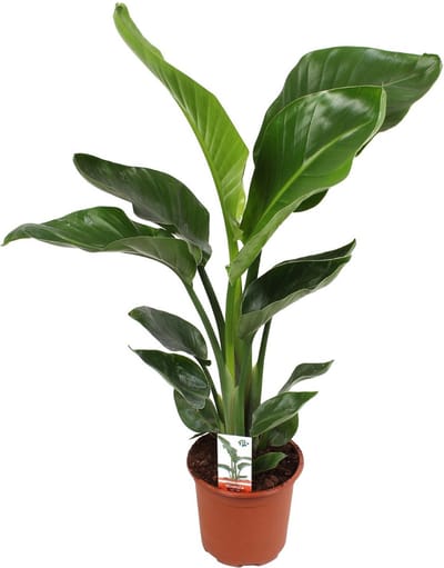 Plantenboetiek.nl | Strelitzia Nicolai - Ø17cm - 60-70cm hoog - Kamerplant - Groenblijvend