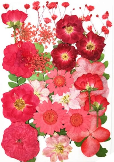 Gedroogde Geperste Bloemen voor Creatieve Decoraties, Scrapbooking en DIY Kaarsen en Hars Craft (Rood)