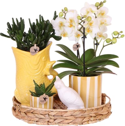 Green Harmony | Gift set Mediterranean Sunset | Plantenset met witte Phalaenopsis Orchidee Lausanne en Succulenten incl. keramieken sierpotten