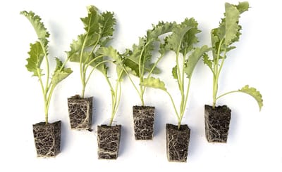 Boerenkool Plantjes – 12 Sterke Planten – Brassica oleracea var. sabellica – Wintergroente voor de Moestuin – Oogst van Oktober t/m Maart