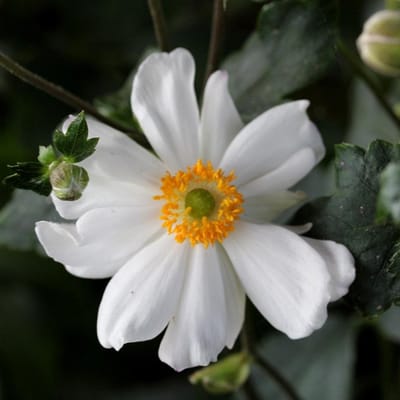 6x Anemone hybrida 'Snow Angel' Pot 9x9cm - Witte bloemen voor in de tuin