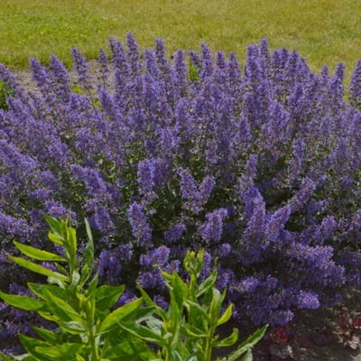 6 x Nepeta faassenii 'Junior Walker' - Kattenkruid - Vaste Plant - Winterharde Tuinplant - Nepeta faassenii 'Junior Walker' in 9x9cm pot met hoogte 5-10cm