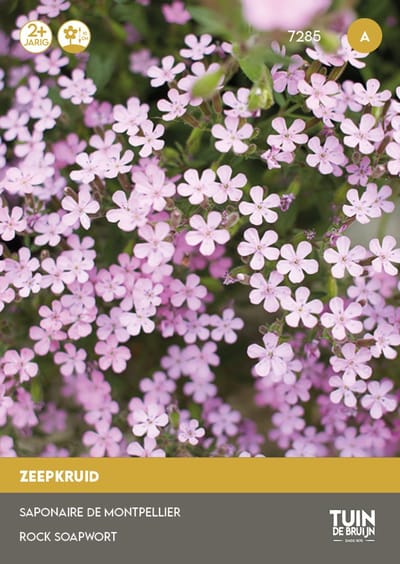 Zeepkruid Zaden Rose – Meerjarige Bodembedekker met Roze Bloemen – Bloemen om Zelf te Zaaien – ±180 Zaden