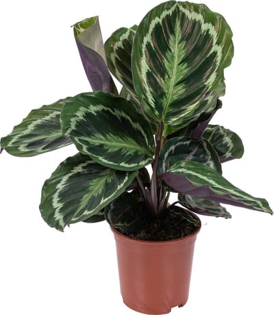 Bloomique - Calathea Medaillon - Pauwenplant - Kamerplanten - Luchtzuiverend - Diervriendelijk - Hoogte 40-50 cm - Pot 14 cm