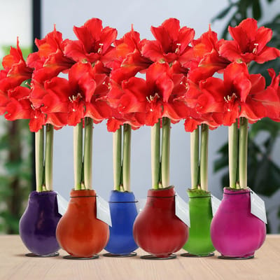 Green Harmony | (wax amaryllis) | Waxz® Colours Happy Mix (6 pack) + Red flower