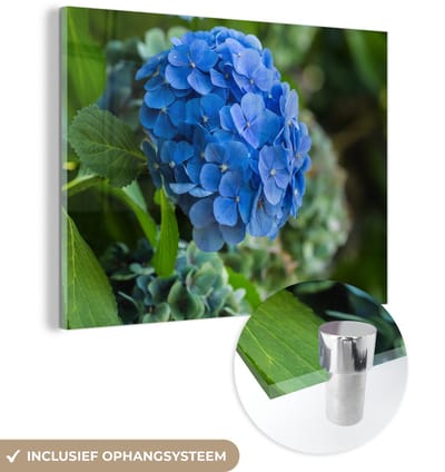 ® Glasschilderij 160x120 cm - Schilderij acrylglas - Blauwe hortensia bloem in een tuin - Foto op glas - Muurdecoratie woonkamer - Wanddecoratie slaapkamer - Schilderijen
