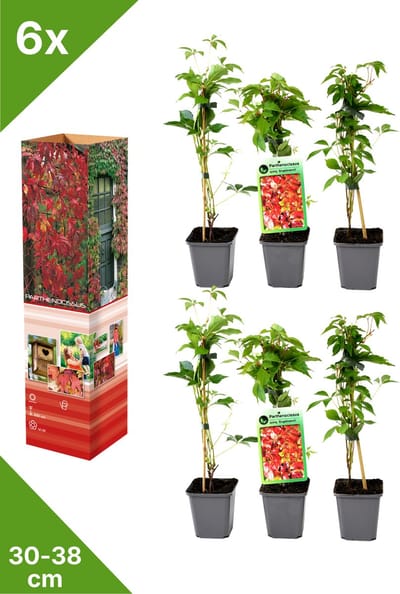 GARDENZO - 6x Wilde Wingerd - Parthenocissus quinquefolia 'Engelmannii' - in P9 pot