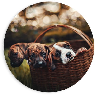 KuijsFotoprint - Schilderij - Mandje Gevuld Met Pups - Wit, Groen En Bruin - 90 X 90 Cm