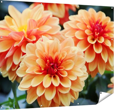 Gards Tuinposter Oranje Dahlia Bloemen - 150x120 cm - Tuindoek - Tuindecoratie - Wanddecoratie buiten - Tuinschilderij