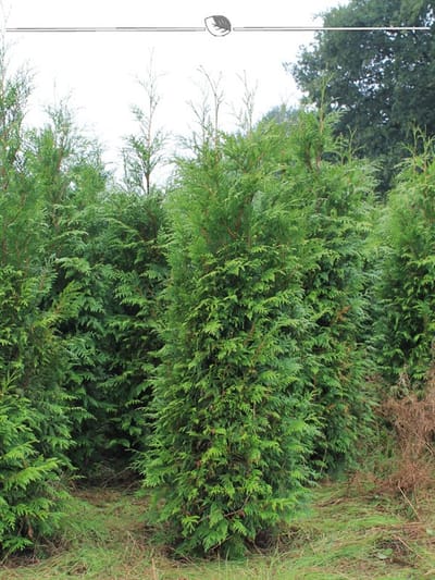 Levensboom Thuja plicata Atrovirens 100-120 cm, 20x Haagplant