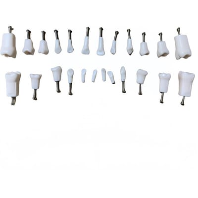 24 Pcs Modèle de Dentition pour Enfants Outils Pédagogiques Pédiatriques Pour l'Entraînement Dentaire des Enfants Modèle de Dent de Lait white