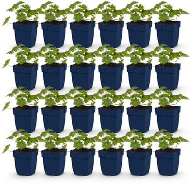 Green boutiQ - Vasteplant - Geranium 'Rozanne' - Ooievaarsbek - Bodembedekkend - Blauw - 24 Planten - Pot 11cm - Hoogte 15-25cm