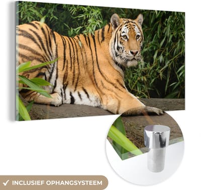 MuchoWow® Glasschilderij 40x20 cm - Schilderij acrylglas - Tijger - Boom - Bladeren - Foto op glas - Schilderijen