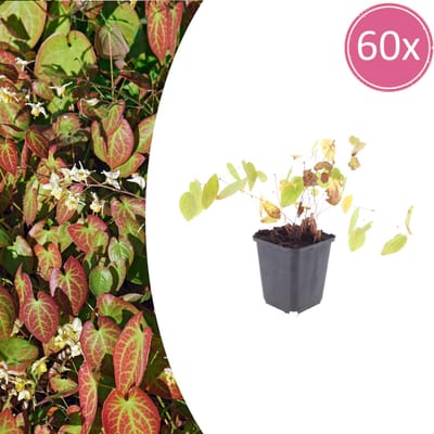 Tuinplantenshop.com | Epimedium y. 'Niveum' | 60 stuks - Ø9cm - 10-25cm hoog - Tuinplant