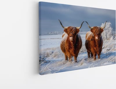 Saammp Canvas Schilderij - Groep Schotse Hooglander Koe - Landschap - Dieren - Natuur - 45x30 - Foto op canvas - Wanddecoratie - muurdecoratie Woonkamer - Slaapkamer decoratie - Canvas Print