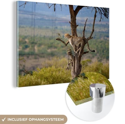 MuchoWow® Glasschilderij 60x40 cm - Schilderij acrylglas - Luipaard - Boom - Dier - Foto op glas - Schilderijen