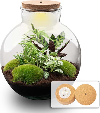 Bolder Bob - Planten Terrarium met licht - DIY kit - Ecosysteem plant - Ø 31 cm ↑ 30 cm
