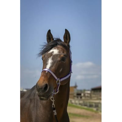 Zacht nylon halster voor paarden Norton