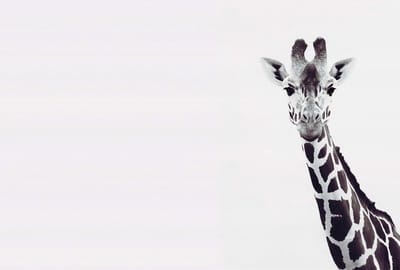 Fotobehang GiraffePotrait DD119817 A.S. Création ARTist Zwart Antraciet Wit Vlies 270 x 400 cm (4 delen) 3D Fotobehang