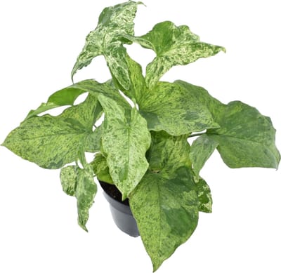 Trendyplants - Syngonium Mottled - Kamerplant - Hoogte 15-35 cm - Potmaat Ø12cm