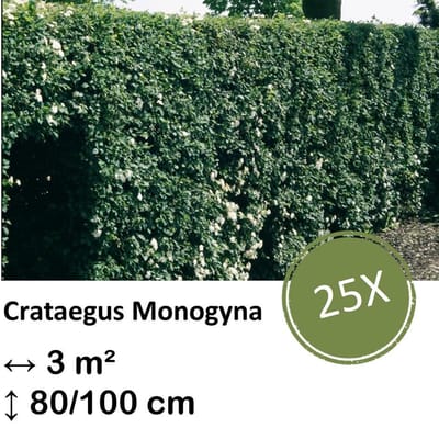 Green Harmony| Crataegus Monogyna - Kale wortel