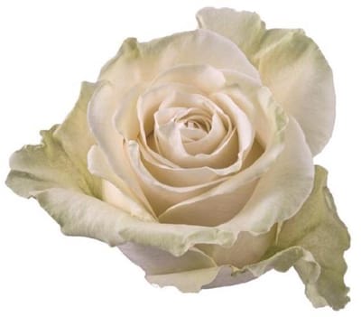 25x Rosa mondial 70cm