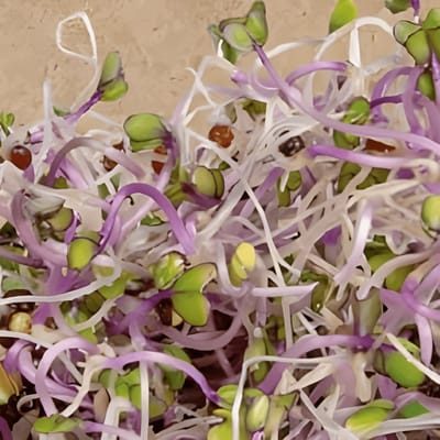 2 sets - Koolrabi Zaden Blauwpaars Organic Brassica Oleracea Eenjarig Kiemgroente