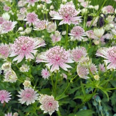 Grote sterrenscherm (Astrantia major) - Zeeuws Knoopje - (Potplant) - Vaste planten - Bijen-Vlinders - Snijbloemen - Zomerbollen - Voorjaarsbollen