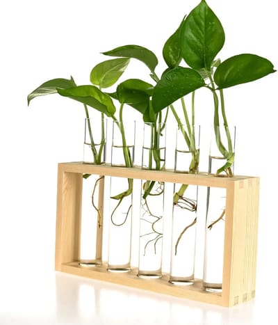 Stekstation met 5 reageerbuisjes - Hout - met borsteltje – Stek Station - Glaasjes - Vaasjes – Stekjes - Bloemen