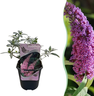 Plantenboetiek.nl | Buddleja davidii Pink Delight - Vlinderstruik - Winterhard - Roze - Ø18cm - 25-40cm hoog - Tuinplant