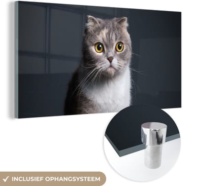 MuchoWow® Glasschilderij 40x20 cm - Schilderij acrylglas - Kat - Huisdieren - Licht - Foto op glas - Schilderijen