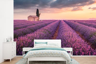 Behang - Fotobehang Lavendel - Bloemen - Paars - Veld - Breedte 525 cm x hoogte 350 cm