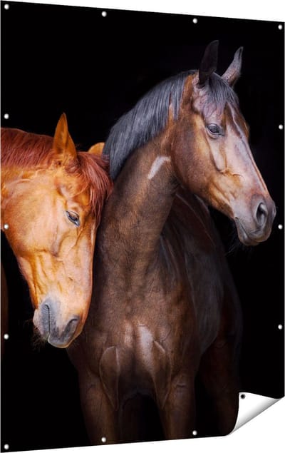 Gards Tuinposter Twee Bruine Paarden Koppel - Liefde - 120x160 cm - Tuindoek - Tuindecoratie - Wanddecoratie buiten - Tuinschilderij