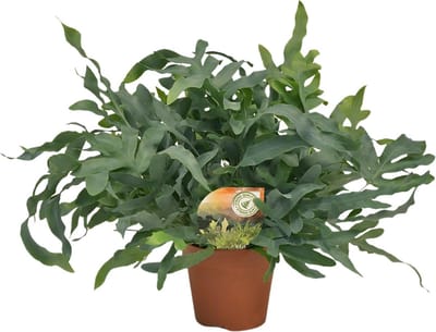 Plantenboetiek.nl | Phlebodium Blue Star - Ø17cm - 50-60cm hoog - Kamerplant - Groenblijvend