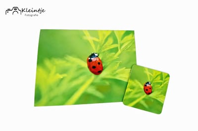 Kleintje fotografie Lieveheersbeestje wenskaart & magneet – Geluksbrenger uit de natuur