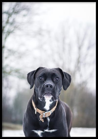 Poster Boxador - 50x70 cm - Dieren Poster - WALLLL